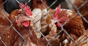 Antibiotika Einsatz muss weniger werden