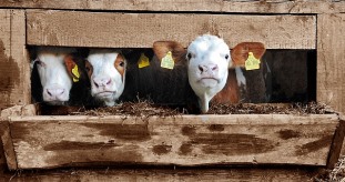Tierschutz im Supermarkt