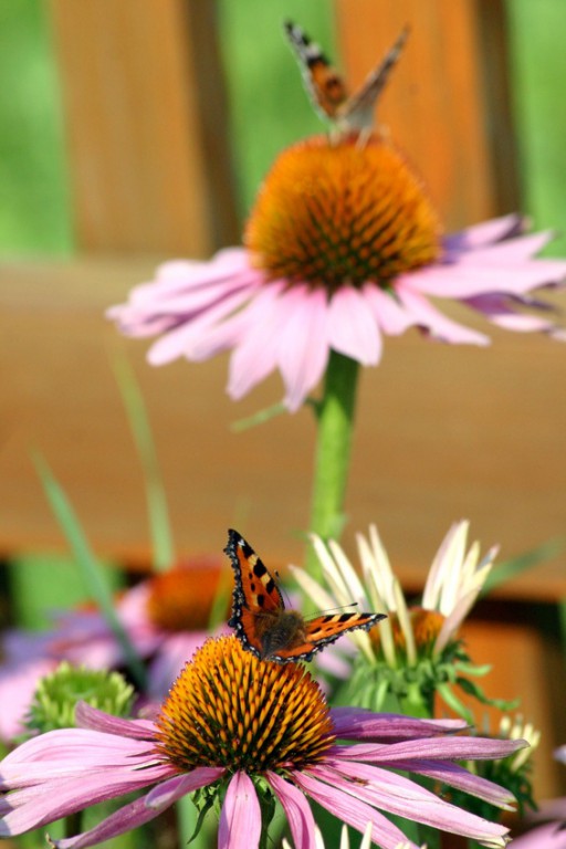 Duftstoffe sparsam einsetzen