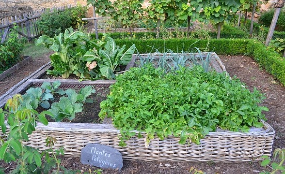 Düngen und Pflanzenschutz im Garten: Weniger ist mehr für Mensch und Natur