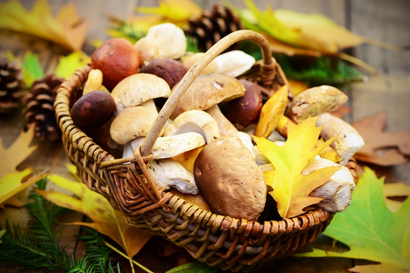 Pilze sammeln und verwerten – aber richtig!