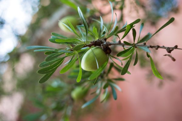 Arganöl - das "flüssige Gold Marokkos"