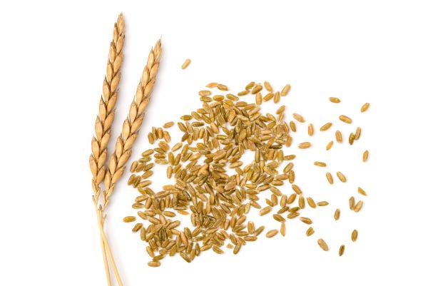 Dinkel und Grünkern