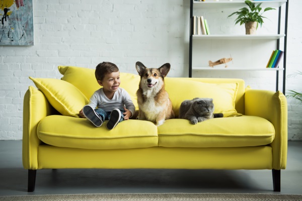 Haustierboom – so bleibt die Wohnung sauber