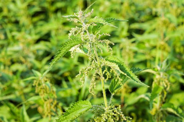 Brennnessel – Superfood und Pflanzenpflege