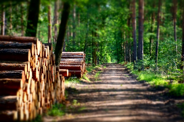 Holz: Nachwachsender Rohstoff im Blick