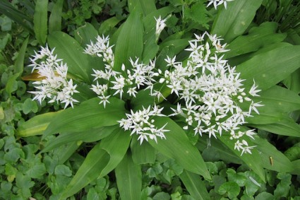 Bärlauch - gesund und voll im Trend