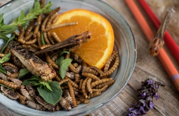 Essbare Insekten auf dem Speiseplan