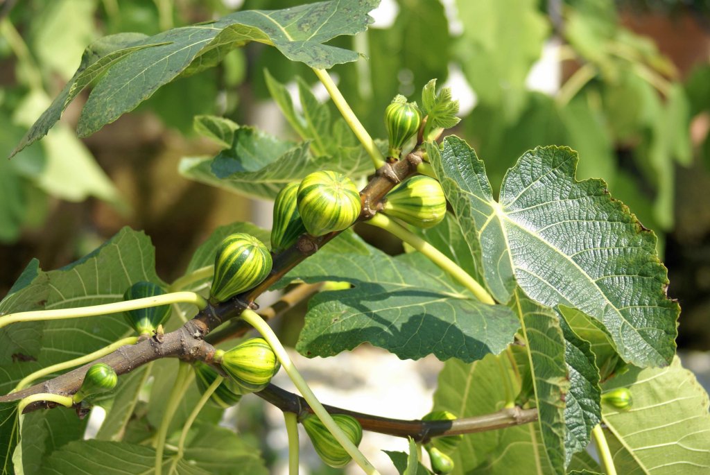 Feigen gedeihen in Bayern auch auf Balkonen und Terrassen. Im Winter müssen die großen Kübel jedoch in die Innenräume verlegt werden.