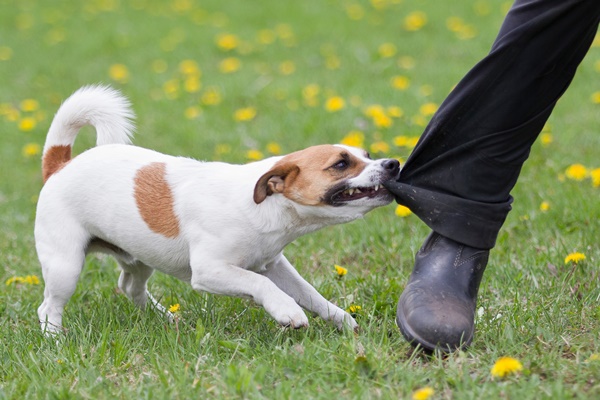 Hund beißt Mensch