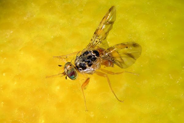 Schädlinge im Klimawandel