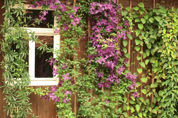 Hoch hinaus: Begrünung auf engem Raum